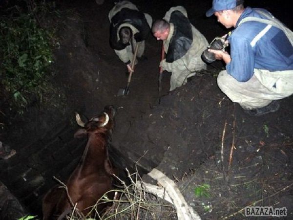 Луганські рятувальники дістали з каналізації рогату полонянку . Поки на Донбасі свистять кулі гуркочуть вибухи, місцеві рятувальники незважаючи не на що продовжують робити свою роботу. Гасять пожежі і допомагають потрапившим в біду людям і...тваринам