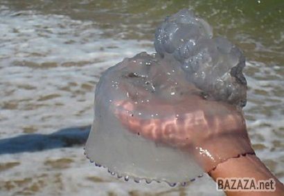 Медузи, які з'явилися на Азовському морі об'їдають піленгас . Останнім часом туристи все частіше стали помічати в морі медуз. "Парасольки" підбираються до самого берега і заважають спокійно купатися відпочиваючим. Аурелії - не отруйні, але трохи обпалити все-таки можуть, тому краще їх не чіпати.
