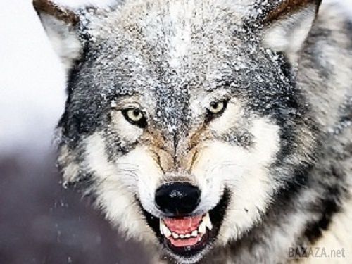 Звірячий погляд: вовки і собаки спілкуються очима. Такі данні опублікували вчені.