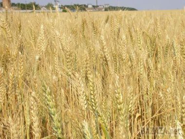 Росія продає кримське зерно в Саудівську Аравію. У Россільгоспнагляді очікують зібрати з кримських полів понад 1 млн тонн врожаю.