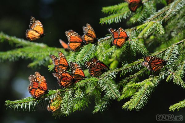 У метеликів-монархів є магнітний компас. Вчені з'ясували, яким чином метелики-монархи, здатні здійснювати перельоти на тисячі кілометрів, і не втрачають орієнтирів