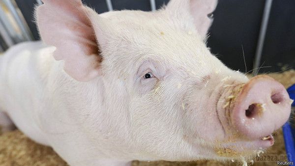 Росія відповіла на санкції забороною ввезення продуктів. Президент Росії Володимир Путін підписав указ про застосування спеціальних економічних заходів "з метою захисту національних інтересів країни.