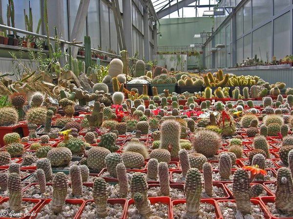 У донецькому ботсаду гинуть 8 тисяч унікальних рослин. Кризу, небезпеки та туманні перспективи в Донецьку зараз переживають не тільки люди, але й рослини. 