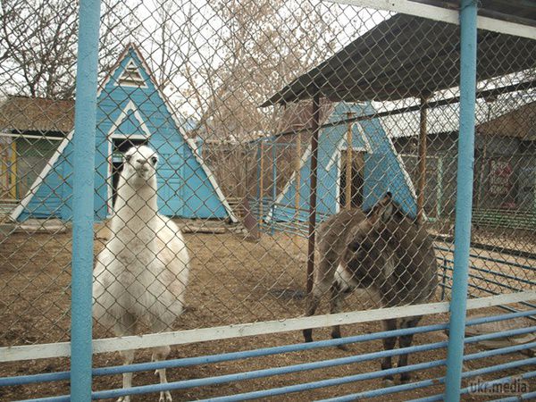 У Луганському зоопарку під бомбардуваннями вижив лев. Звіринець дивом уцілів. В ньому мешкають лев, двоє ведмедиків, лама, вовк, єноти, лисиця, баранці, мавпи, ослик. Побачивши мене, тварини почали підходити до ґрат.
