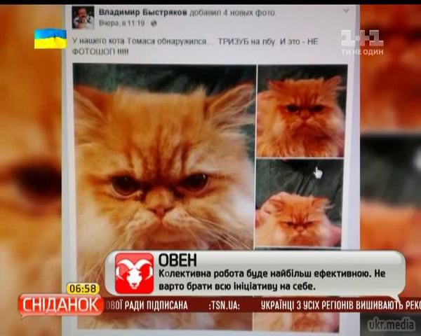 Найпатріотичніший кіт України кидає виклик усім "колорадам". У Мережі знайшовся найпатріотичніший кіт в Україні