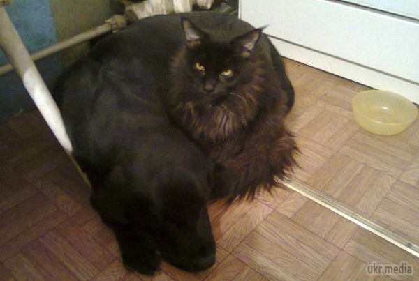 Як собака з котом один одного рятували. Лабрадор Санта і мейн-кун Чівас стали кращими друзями "з першого погляду".