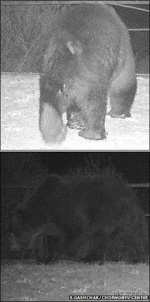 Ведмеді повернулися в Чорнобиль через 100 років. В районі Чорнобильської зони бурих ведмедів не бачили вже більше ста років. 