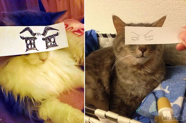 Новий тренд в Японії - коти з мультяшними очима. Наприкінці минулого тижня, користувачі Twitter в Японії почали завантаження фотографій своїх кішок з мультиплікаційними очима. 