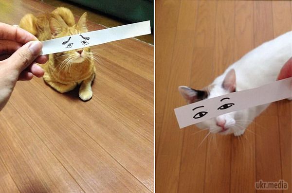 Новий тренд в Японії - коти з мультяшними очима. Наприкінці минулого тижня, користувачі Twitter в Японії почали завантаження фотографій своїх кішок з мультиплікаційними очима. 