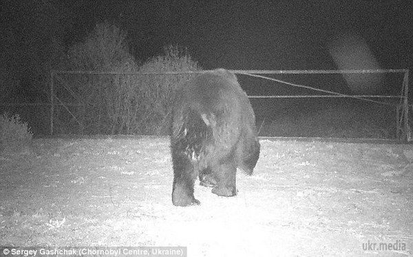 У Чорнобильську зону повернулися бурі ведмеді - вчені. Бурих ведмедів не бачили в цьому районі більше ста років