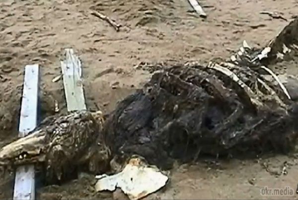 Біля берегів Сахаліну виявили мертве морське чудовисько (відео). Кістки таємничої істоти викинуло на пляж в Росії. Останки виявили солдати біля берегів Сахаліну. До сих пір фахівці не можуть зрозуміти, що це за страшне чудовисько.