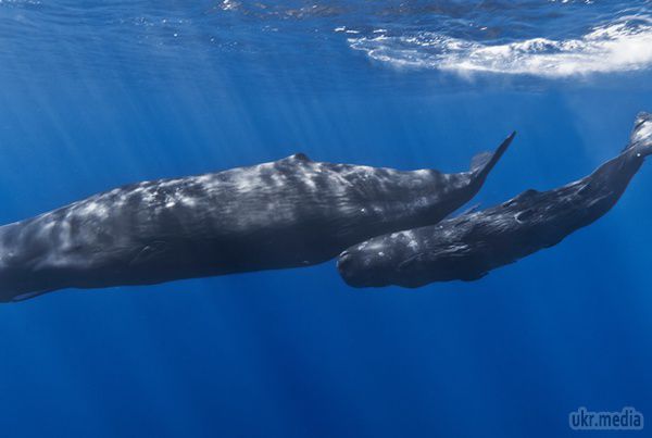 На берег Австралії масово викинулися кашалоти. Шість китів були виявлені на пляжі Південної Австралії. Тварини загинули, викинувшись на берег.