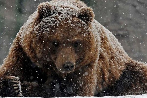 Російський машиніст за наїзд на ведмедя може сісти у в'язницю. У Норильську за наїзд тепловоза на ведмедя порушили справу, повідомляє прес-служба регіонального управління МВС.