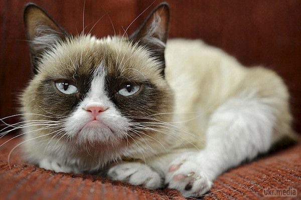 Знаменита Grumpy Cat заробила 100 млн $. Тим не менш, навіть сума, що перевищує гонорари таких голлівудських зірок, як Меттью Макконахі, Ніколь Кідман або Кемерон Діас, так і не змусила "Сердиту кішку" посміхнутися. 