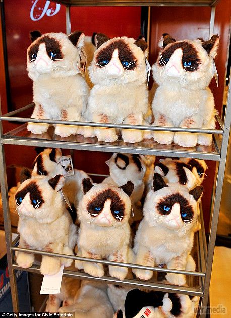 Знаменита Grumpy Cat заробила 100 млн $. Тим не менш, навіть сума, що перевищує гонорари таких голлівудських зірок, як Меттью Макконахі, Ніколь Кідман або Кемерон Діас, так і не змусила "Сердиту кішку" посміхнутися. 