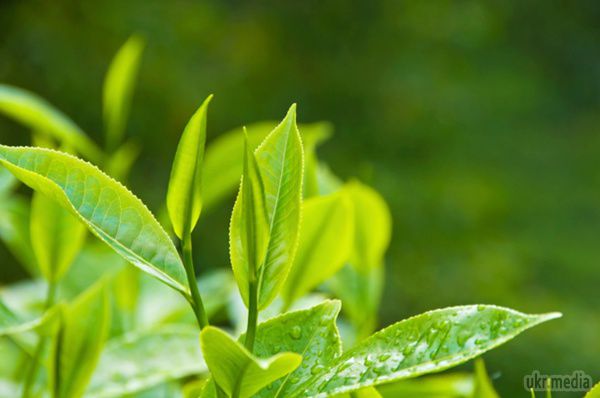 Зелений чай: п'ємо, худнемо і лікуємося. Сьогодні, 15 грудня, у всьому світі відзначають Міжнародний день чаю. Примітно, що шанують цей чудовий напій саме взимку, коли він особливо важливий нашому організму.