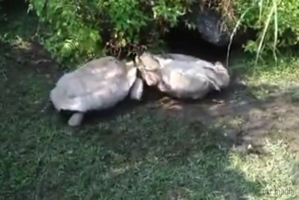 Справжня дружба: черепаха допомогла інший встати на ноги (відео). У зоопарку Тайваню діти спостерігали зворушливу сцену чудесного порятунку.