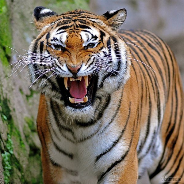 Осиротілий тигр подружився з козлом. Коли співробітники заповідника Бор в Індії випустили живого козла у вольєр з дорослим самцем бенгальського тигра, вони сподівалися, що звір швидко вб'є беззахисну жертву.