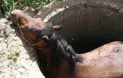 На Житомирщині з колодязя врятували коня. Опинившись на 4-метровій глибині, гнідий вибрався без травм.