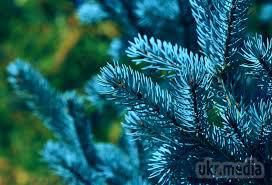 В ЛНР продають контрабандні хвойні дерева зі Станиці Луганської. В окупованому Луганську торгують новорічними хвойними деревами. 