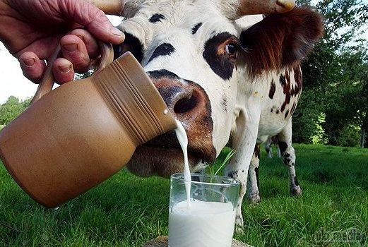 Рада дозволила продавати на ринках м'ясо тварин домашнього забою і молоко. ВР скасувала заборону на продаж молочної і м'ясної продукції домашнього виробництва на аграрних ринках, який повинен був набути чинності з 1 січня 2015 року