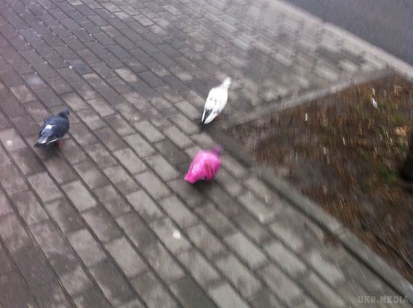 У Києві з'явилися рожеві голуби. У Києві на вулиці Артема з'явилися дивні голуби незвичайної забарвлення - яскраво рожевого кольору з фіолетовим відтінком. 