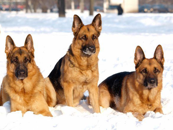 У Миколаївській області кінологи почали тренувати собак на допомогу бійцям АТО. Службові собаки здатні взяти слід диверсійної групи, виявити вибухівку і допомогти в затриманні озброєного бойовика