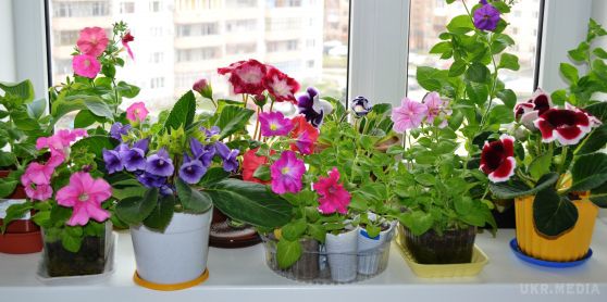 Які кімнатні рослини небезпечні для здоров'я ?. Деякі рослини можуть спровокуати алергію, мігрені і навіть параліч дихальних шляхів
