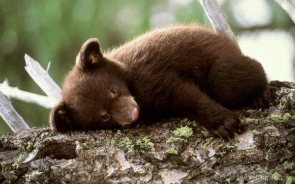 У США чотири ведмедя померли від передозування шоколадом. Розтин показав, що тварини були здоровими.