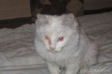 На Прикарпатті знайшли господаря кота, який приїхав з Донецька у вагоні з вугіллям (фото). Більше тижня пухнастому біженцю шукали новий будинок