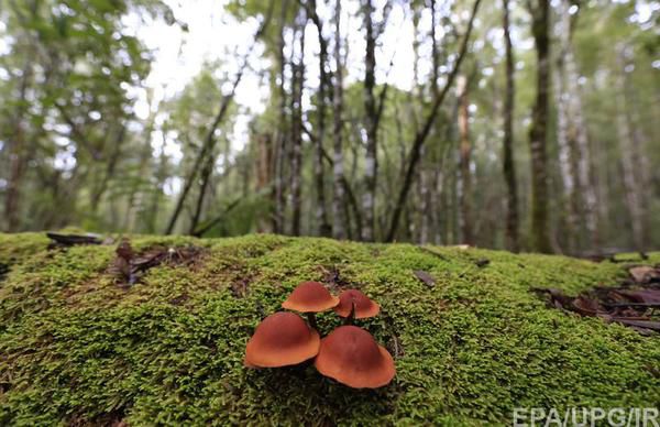 Чоловік, який з чотирма дітьми мешкав у лісі 8 років, домігся визнання батьківства. Дарницький райсуд Києва підтримав позицію прокуратури і визнав 57-річного Володимира Мельникова батьком чотирьох дітей, які жили з ним у лісі біля мікрорайону Бортничі. 