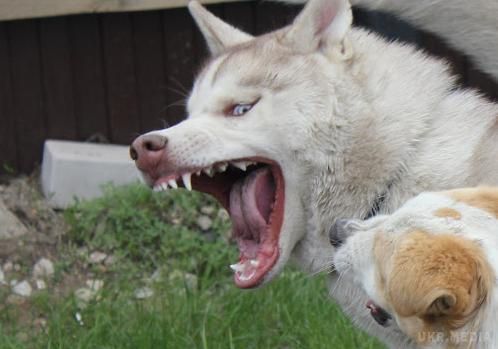 У Дніпропетровську скажений хаскі покусав 14 осіб. Блакитноокий пес породи хаскі кидався на всіх підряд - і на господарів, і на докторів у ветклініці. 