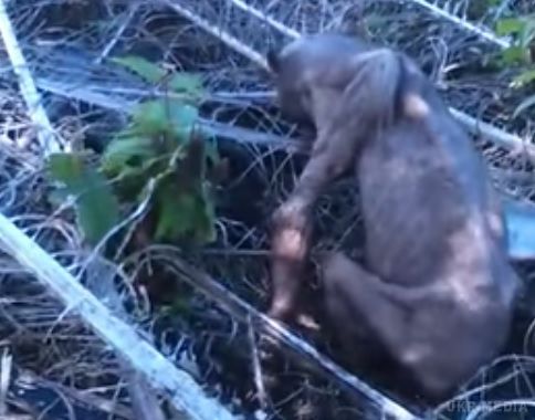Мережу шокувало моторошне відео ведмедя, що через голод став схожим на прибульця. Нещасного помітили в джунглях Малайзії. 