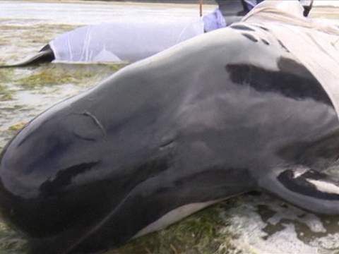 У Новій Зеландії на берег викинулися 140 китів. 60 тварин все ще намагаються врятувати.