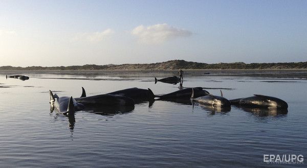 У Новій Зеландії загинули більше 100 китів. Фоторепортаж. У Новій Зеландії загинули більше 100 китів, які викинулися напередодні на мілководді узбережжя Південного острова. 