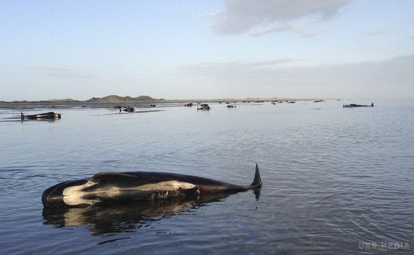У Новій Зеландії загинули більше 100 китів. Фоторепортаж. У Новій Зеландії загинули більше 100 китів, які викинулися напередодні на мілководді узбережжя Південного острова. 