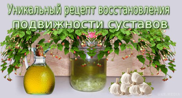 Часникове масло для відновлення рухливості суглобів. Народна медицина