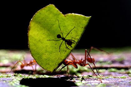 Вчені знайшли мурашині туалети. Німецькі біологи вперше виявили в яких ділянках мурашника комахи залишають свої екскременти і чому вони не викидають їх разом з іншими відходами. 
