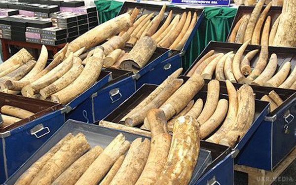 Китай ввів заборону на імпорт слонової кістки. Це сталося відразу після шквалу звинувачень на адресу Піднебесної, яку називають головним посібником слонячого браконьєрства в Африці.

