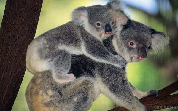 Влада Австралії вбила 700 коал, рятуючи їх від голоду. Близько 700 коал винищили на південно-сході Австралії за рішенням місцевої влади. 