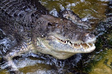 У крові крокодилів знайшли основу для унікальних антибіотиків. Вчені виявили разючий по своїй силі імунітет