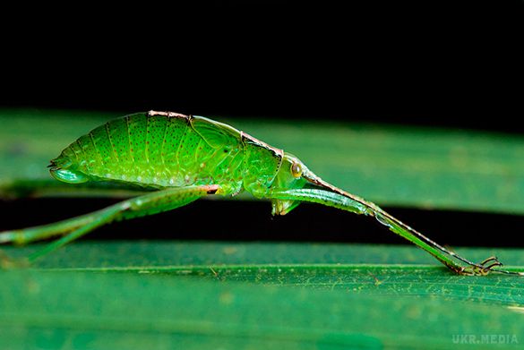 Комарі-мутанти загрожують Америці. Вчені запропонували досить дикий метод боротьби з поширенням тропічних хвороб
