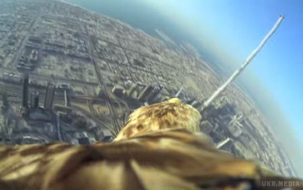 Імператорський орел зняв на відео свій політ з найвищої будівлі в світі. Орел по імені Даршан з камерою, закріпленою на спині, пролетів з хмарочоса і приземлився прямо на руку тренера