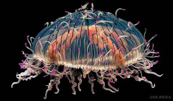 Вчені виявили на Землі безсмертну істоту. Нею виявилася медуза turritopsis nutricula, що водиться в тропічних водах