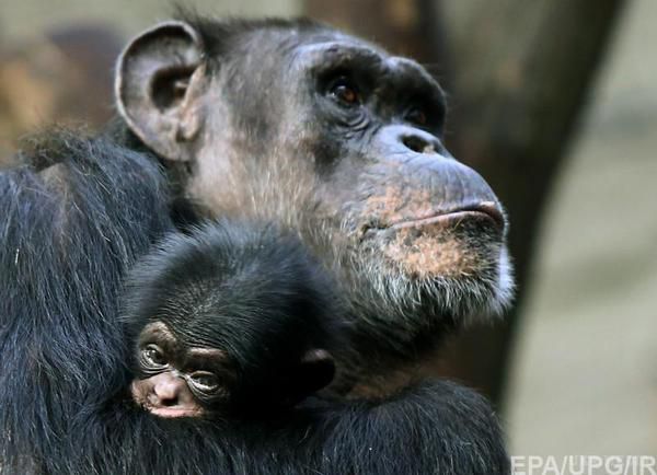 Найрозумніши тварин на планеті. У конкурсі на звання найрозумнішої тварини на планеті перше місце отримали шимпанзе.