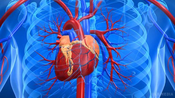 Методи зміцнення судин серця. Сьогодні у всьому світі одним з найбільш актуальних завдань медицини є профілактика серцево-судинних захворювань.