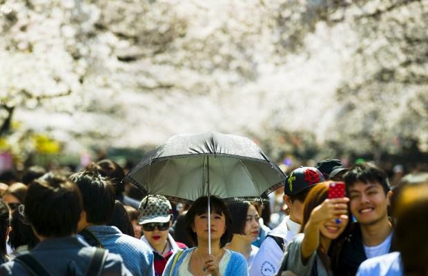 У Японії зацвіли перші бутони сакури. Дерева в Токіо цього року стали рожевими на два дні раніше, ніж в 2014. Перші в країні бутони вишні зацвіли 21 березня в місті Кагосіма однойменної префектури на півдні країни.