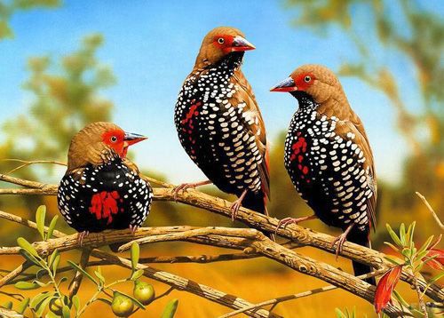 1 квітня - Міжнародний день птахів. Це інтернаціональне екологічне свято відзначається з 1906 року.