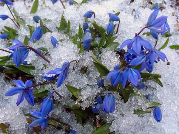 Прогноз погоди в Україні на 3 квітня: похолодання принесе дощ з мокрим снігом. У найближчу добу непогожу погоду буде визначати циклон, що переміщується з центральної Європи.