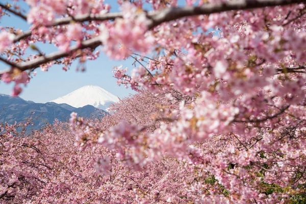 Краса природи: квітуча сакура в Японії (Фото). Кінець березня японці чекають з трепетом весь рік, адже саме в цей час країна забарвлюється в біло-рожеві кольори розквітлої сакури
